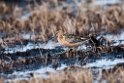 Long-billed Dowitcher.20120612_1614