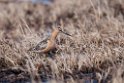 Long-billed Dowithcher.20120612_1634