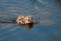 Mew gull pull.20120630_4973