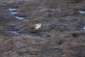 Mongolian Plover.20120622_3486