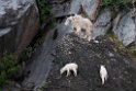 Mountain goat.20120628_4580