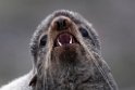 Northern Fur Seal.20120621_3077