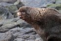 Northern Fur Seal.20120621_3081