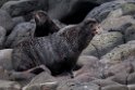 Northern Fur Seal.20120621_3085