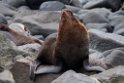 Northern Fur Seal.20120621_3092
