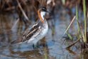 Odinshane.20120623_3780