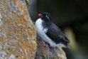 Parakeet Auklet.20120621_3021