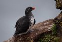 Parakeet Auklet.20120622_3227