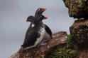 Parakeet Auklet.20120622_3239