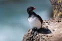 Parakeet Auklet.20120623_3821