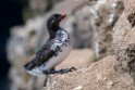 Parakeet Auklet.20120623_3824