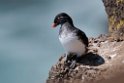 Parakeet Auklet.20120623_3826