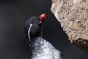 Parakeet Auklet.20120623_3829