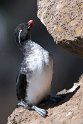 Parakeet Auklet.20120623_3833