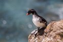 Parakeet Auklet.20120623_3955