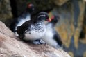 Parakeet Auklet.20120624_4130