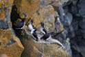 Parakeet Auklet.20120624_4216
