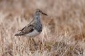 Pectoral sandpiper.20120612_1676