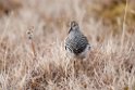 Pectoral sandpiper.20120612_1682