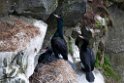 Red-faced Cormorant.20120621_3114