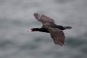 Red-faced Cormorant.20120621_3157