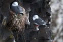 Red-legged Kittiwake.20120622_3358