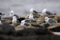 Red-legged Kittiwake.20120622_3539
