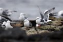 Red-legged Kittiwake.20120622_3550
