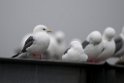 Red-legged Kittiwake.20120627_4446
