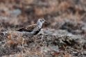 Rock Sandpiper.20120610_1098