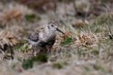 Rock Sandpiper.20120622_3613