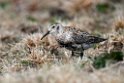 Rock Sandpiper.20120622_3615