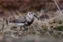 Rock Sandpiper.20120622_3622