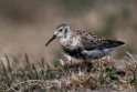 Rock Sandpiper.20120622_3632
