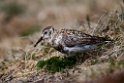 Rock Sandpiper.20120622_3639