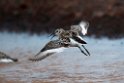 Rock Sandpiper.20120622_3668