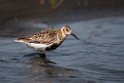 Rock Sandpiper.20120623_3788