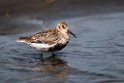 Rock Sandpiper.20120623_3790