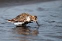 Rock Sandpiper.20120623_3791