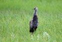 Sandhill Crane.20120627_4283
