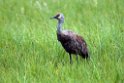 Sandhill Crane.20120627_4294
