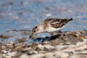 Semipalmated Sandpiper.20120607_0761