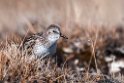 Semipalmated Sandpiper.20120615_2510