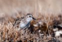 Semipalmated Sandplover.20120615_2518