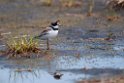 Semipalmated Sandplover.20120623_3813