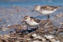 Semipalmated sandpiper.20120607_0748