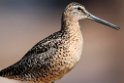 Short-billed Dowitcher.20120630_5030