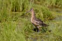 Short-billed Dowithcher.20120630_5072