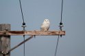 Sneugle.20120612_1556