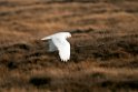 Sneugle.20120612_1566